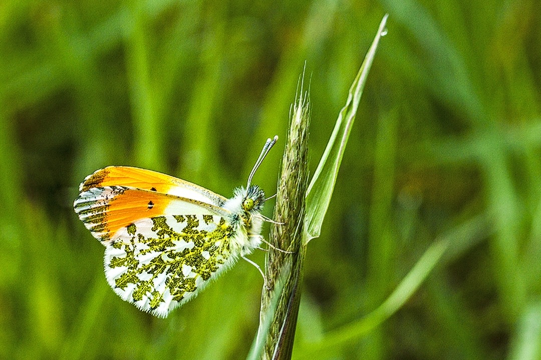 Lezingen over ooievaars en over vlinders in de regio